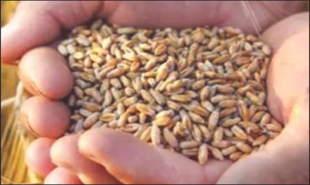 କେନ୍ଦ୍ରକୁ ଘାରିଲାଣି ଗହମ ଚିନ୍ତା: ଷ୍ଟକ୍ ସୀମା ନିର୍ଧାରଣ ହୋର୍ଡିଂ ଉପରେ ନଜର