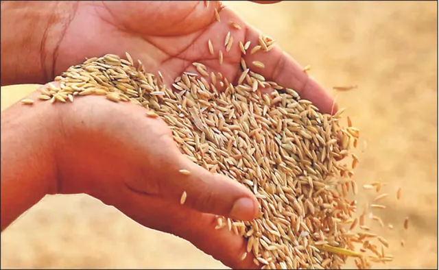 ଖରିଫ ଫସଲ ସହାୟକ ମୂଲ୍ୟ ବଢ଼ିଲା: ସାଧାରଣ ଧାନର ଏମ୍‌ଏସ୍‌ପି ୨୩୦୦ ଟଙ୍କା