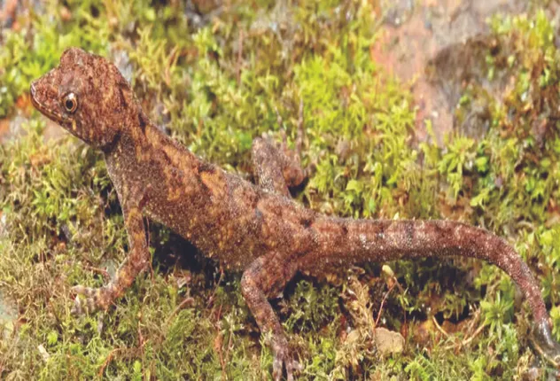 ନୂଆ ପ୍ରଜାତି ଭାଲପାରାଇ ବାମନ ଗେକୋ