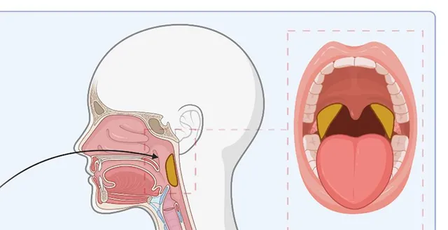 ଡିପ୍‌ଥେରିଆ ସଂକ୍ରମିତ ଆଖପାଖ ଜିଲ୍ଲାରେ ବି ହେବ ସର୍ଭେଲାନ୍ସ