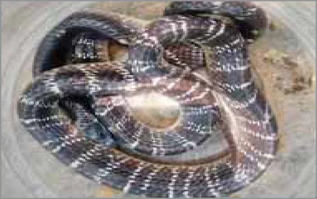 ସୋରରେ ଥମୁନି ସାପ ଆତଙ୍କ: ଦିନକରେ ୧୨ ଜଣଙ୍କୁ ଦଂଶନ କଲେଣି