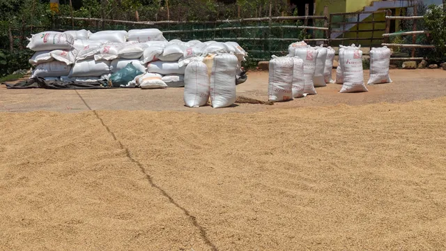 ସରକାରୀ ବଦଳରେ ହାଇବ୍ରିଡ ବିହନ ଉପରେ ଚାଷୀଙ୍କ ଭରସା