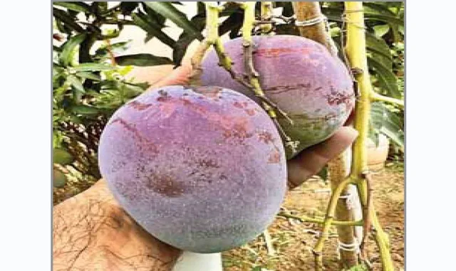 ସମ୍ବଲପୁରରେ ବିଶ୍ବର ସବୁଠୁ ଦାମୀ ଆମ୍ବ ‘ମିୟାଜାକି’