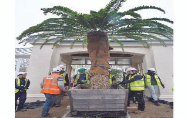 ‘ନିଃସଙ୍ଗ ବୃକ୍ଷ’ ପାଇଁ ସାଥୀ ଖୋଜା