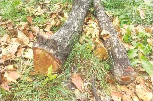 ଖଣି ପାଇଁ ବଳି ପଡ଼ୁଛି ଜଙ୍ଗଲ