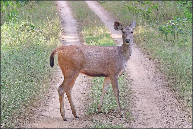 ଚନ୍ଦକାକୁ ଆସୁଛନ୍ତି ତପ୍ତପାଣି ସମ୍ବର: ସ୍ବତନ୍ତ୍ର ଭ୍ୟାନ୍‌ରେ ଆଜି ଆସିବେ ୪