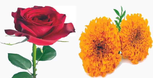 ଫୁଲର ମୂଲ