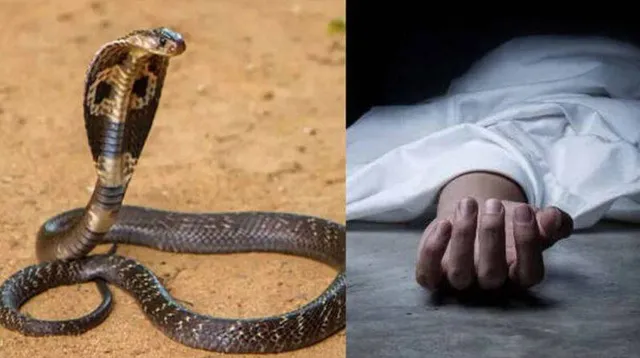 ବିଷାକ୍ତ ସାପ କାମୁଡ଼ାରେ ଭାଇଭଉଣୀ ମୃତ