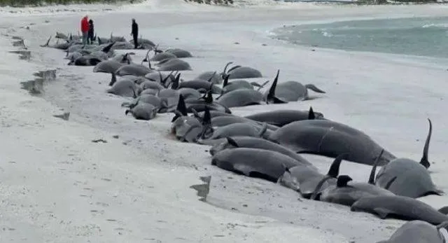 ସମୁଦ୍ର କୂଳରେ ୬୫ ପାଇଲଟ ତିମିଙ୍କ ମୃତଦେହ