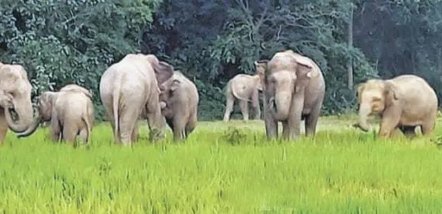ଉଖୁଣ୍ଡାରେ ୨୫ ହାତୀ, ଲୋକେ ଆତଙ୍କିତ