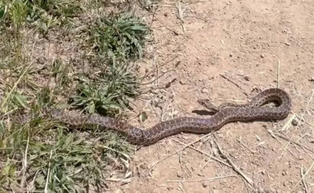 ସ୍କୁଟି ଭିତରେ ସାପ, ନାବାଳକଙ୍କୁ କାମୁଡ଼ିଲା