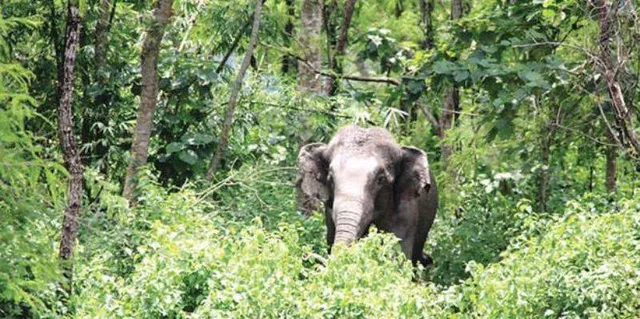 ଶୌଚ ପାଇଁ ଯିବା‌ବେଳେ ଦନ୍ତା ହାତୀ ଶୁଣ୍ଢରେ ଟେକି ଫିଙ୍ଗି ଦେଲା