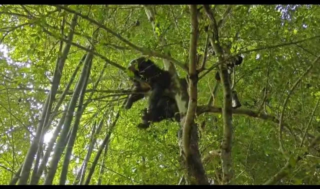 ଦହଣା ସ୍କୁଲ ପରିସରରେ ଭାଲୁ,ପାଠପଢା ବନ୍ଦ,ଗଛ ଉପରୁ ଉଦ୍ଧାର କଲା ବନ ବିଭାଗ