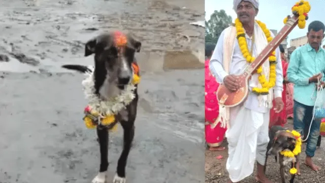 କୁକୁର ମାଲିକଙ୍କୁ ଖୋଜିଖୋଜି ୨୫୦ କିଲୋମିଟର ଦୂରରେ ଥିବା ଘରକୁ ଫେରିଲା, ସୋସିଆଲ ମିଡ଼ିଆରେ ଭାଇରାଲ