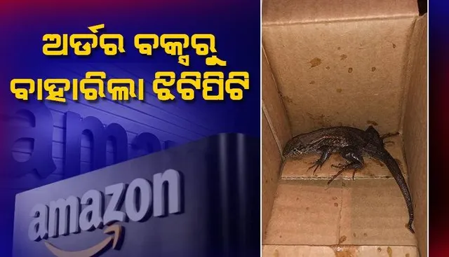 ମହିଳାଙ୍କ ଆମାଜନ୍‌ ଅର୍ଡର-ବକ୍ସରୁ ବାହାରିଲା ଝିଟିପିଟି; କ୍ଷମା ମାଗିଲା କମ୍ପାନି