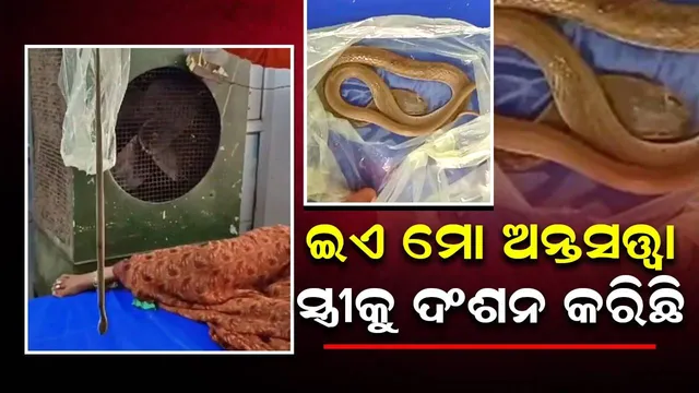 ସାର ଏହି ସାପକୁ ‌ଦେଖି ମୋର ଅନ୍ତସତ୍ତ୍ବା ସ୍ତ୍ରୀର ଚିକିତ୍ସା କରନ୍ତୁ