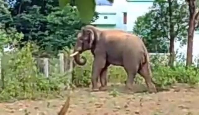 ଉତ୍ତର ଘୁମୁସର ବନଖଣ୍ଡକୁ ଫେରିଲା ବାଟବଣା ଦନ୍ତା, ହାତୀ ଉପଦ୍ରବରୁ ଆଶ୍ୱସ୍ତି ପାଇଲେ ଅଞ୍ଚଳବାସୀ