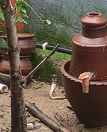 ନାଗସାପ ଫଣାରେ ଜଗନ୍ନାଥଙ୍କ ମୁହଁ: ଲୋ‌କେ ଦେଖି ହେଲେ ଆଶ୍ଚର୍ଯ୍ୟ