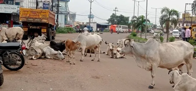 ସହରୀ ଗୋପାଳନ ଯୋଗୁ ରାଜରାସ୍ତା ପାଲଟିଛି ଗୁହାଳ: ଗୋରୁଗାଈ ପାଇଁ ବଢ଼ୁଛି ଦୁର୍ଘଟଣା