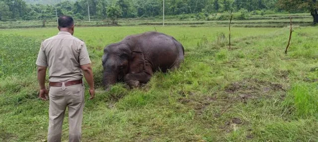 ବିଦ୍ୟୁତ୍ ଆଘାତରେ ପୁଣି ଏକ ହାତୀର ମୃତ୍ୟୁ, ମାସେ ମଧ୍ୟରେ ଦ୍ବିତୀୟ ଘଟଣା