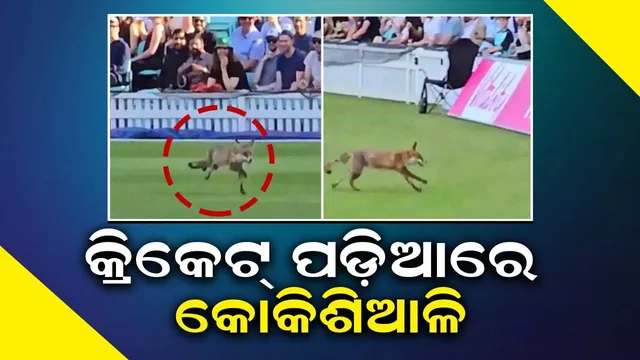 କ୍ରିକେଟ୍ ପଡ଼ିଆରେ କୋକିଶିଆଳି: ଭିଡ଼ିଓ ଭାଇରାଲ...