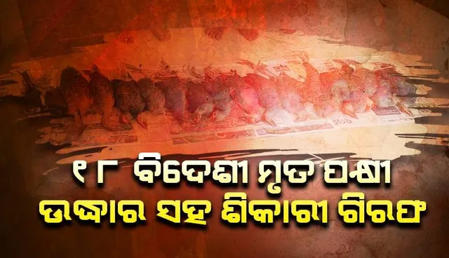 ୧୮ ବିଦେଶୀ ପକ୍ଷୀଙ୍କ ମୃତଦେହ ଜବତ, ଶିକାରୀ ଗିରଫ