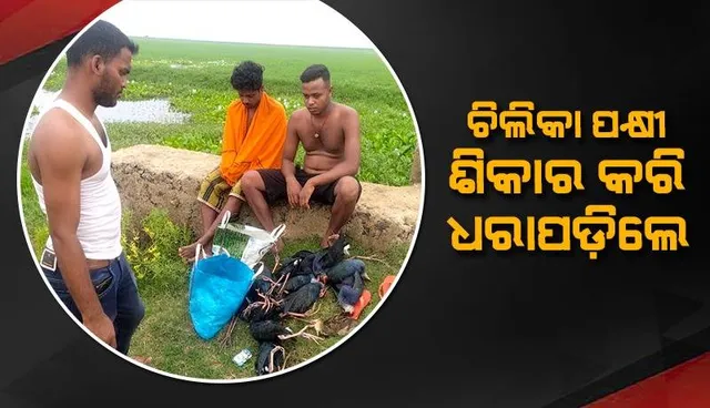 ଭୋଜି ପାଇଁ ଶିକାର କରିଥିଲେ ଚିଲିକା ପକ୍ଷୀ: ବନ ବିଭାଗ ହାତରେ ଧରାପଡ଼ି ୨ ଗିରଫ, ୧୪ ବିହଙ୍ଗ ଜବତ