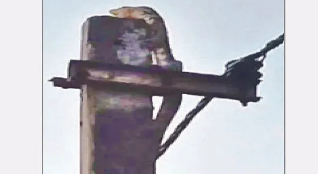 ବିଦ୍ୟୁତ୍‌ ଖୁଣ୍ଟରେ କୁମ୍ଭୀର ଛୁଆ