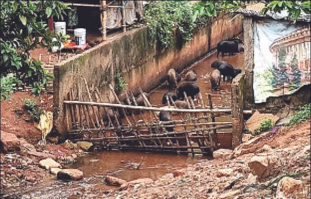 ବେଖବର ବିଏମ୍‌ସି: ନଳା ଭିତରେ ଘୁଷୁରି ଚାଷ