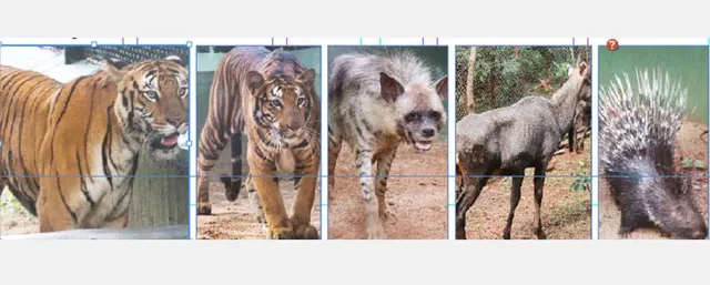 ରାଞ୍ଚିରୁ ଆସିଲେ ୨ ବିରଳ କଳା ବାଘୁଣୀ ସମେତ ୧୮ପ୍ରାଣୀ