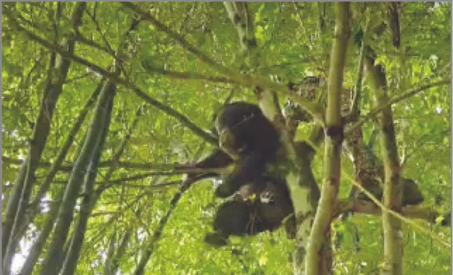 ସ୍କୁଲରେ ଭାଲୁ, ପାଠପଢ଼ା ବନ୍ଦ