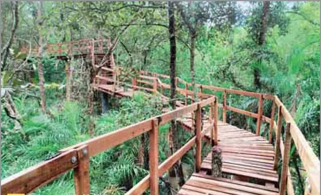 ଜଙ୍ଗଲ ଭିତରେ ମିଳିବ ୧୫ ଫୁଟ ଉଚ୍ଚରେ ଚାଲିବାର ଅନୁଭୂତି: ଭିତରକନିକାରେ ପର୍ଯ୍ୟଟକଙ୍କ ପାଇଁ ସ୍କାଏ ୱାକ୍‌