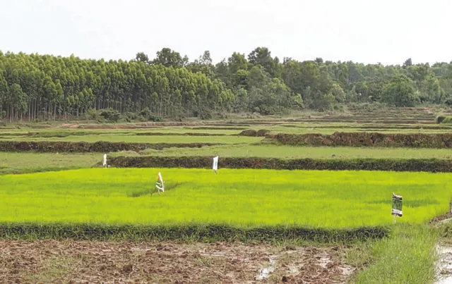 ଉତ୍ପତ୍ତିସ୍ଥଳରୁ ଦେଶୀ ଧାନ ଗାଏବ