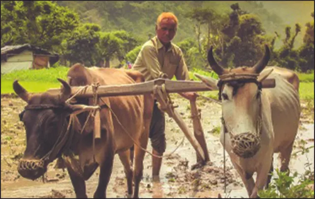 କେନ୍ଦ୍ର ବଜେଟ୍‌ ୨୦୨୪-୨୫: ନଜରରେ ଚାକିରି, ଚାଷ, ଫସଲର ଡିଜିଟାଲ୍‌ ସର୍ଭେ କରାଯିବ