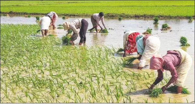 ବଜେଟ୍‌ ୨୦୨୪-୨୫: ପିଏମ୍ କିସାନ ବ୍ୟୟବରାଦ ବଢ଼ିବ!