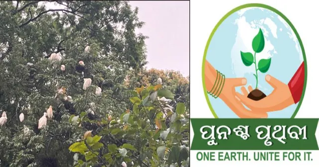 ଶୀତ ପରେ ବି ରହିଗଲେ ୧୨୦୦ କ୍ୟାଟେଲ୍ ଏଗ୍ରେଟ୍: କୋରାପୁଟ ସହରର ୫ ଗଛରେ ବାନ୍ଧିଛନ୍ତି ବସା