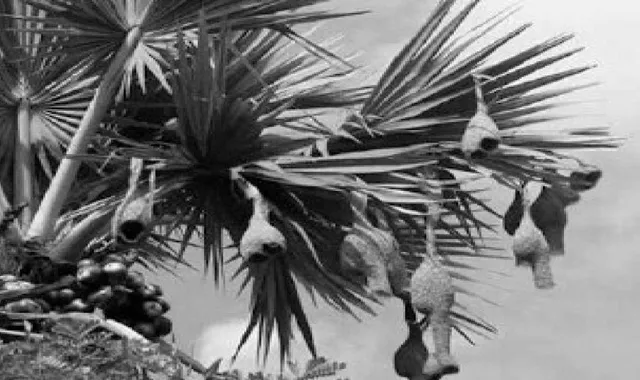 ତୁଙ୍ଗ ତାଳ ଓ ବାୟାବଧୂର ବସା