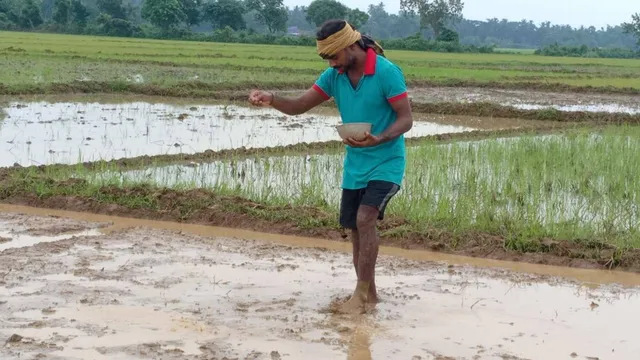 ଚଳିତ ବର୍ଷ ୧ ଲକ୍ଷ ୫ହଜାର ହେକ୍ଟର ଜମିରେ ଧାନଚାଷ: ନିଅଣ୍ଟିଆ ବର୍ଷା ପାଇଁ ଚାଷ ପ୍ରଭାବିତ