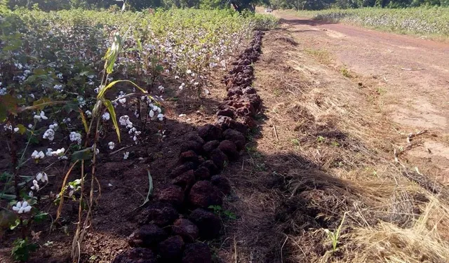 ମାଟିକୁ ବିଷାକ୍ତ କରୁଛି କପାଚାଷ: ଜୈବିକ କାର୍ବନ ୦.୩୭%କୁ ଖସିଲା