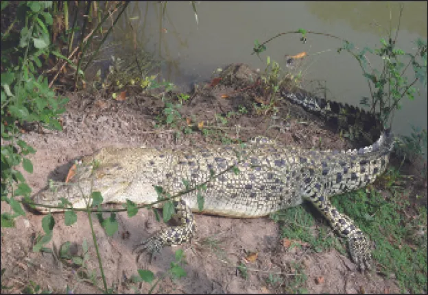 ମା’ ହେବା ଜିଦ୍‌ରେ ଧଳା କୁମ୍ଭୀର ମଲ୍ଲୀ: ଅଣ୍ତା ଦେଇ ଜଗି ରହିଛି, ଆଚରଣରେ ଅସ୍ବାଭାବିକ ପରିବର୍ତ୍ତନ