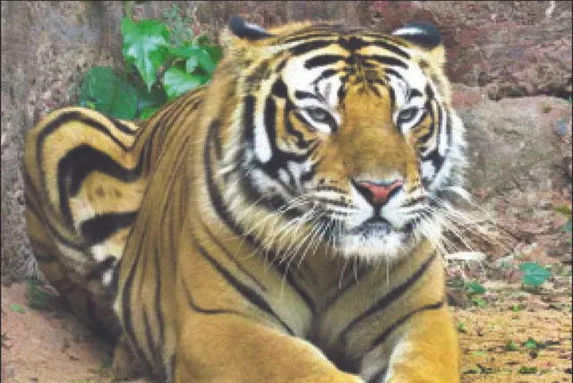 ମଲା ପରେ ଜାଣିଲେ ‘ନନ୍ଦନ’ ଓଡ଼ିଶା ବାହାରର: ଜେନେଟିକ୍ ଅଧ୍ୟୟନରୁ ବୈଜ୍ଞାନିକଙ୍କୁ ମିଳିଲା ତଥ୍ୟ