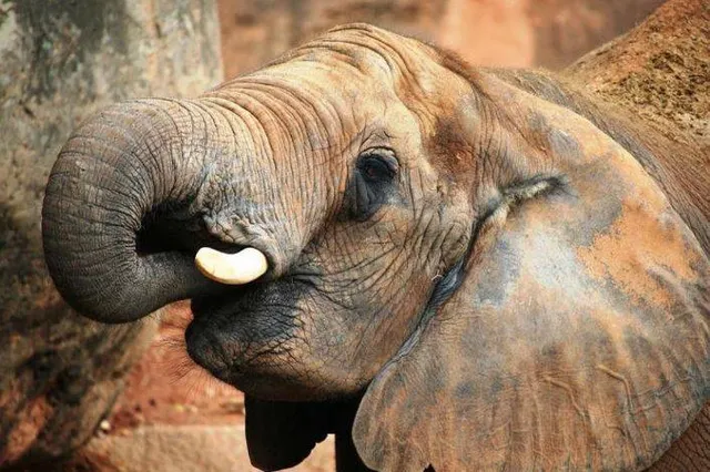 ଘର ଭାଙ୍ଗିଲେ ହାତୀପଲ: ଆଈ-ନାତୁଣୀ ଆହତ