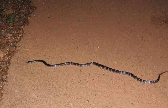 ମେଡିକାଲ ଓ୍ୱାର୍ଡରେ ସାପ: ରୋଗୀଙ୍କ ସମ୍ପର୍କୀୟଙ୍କୁ ମାରିଲା ଚୋଟ, ପିନ୍ଧା ପ୍ୟାଣ୍ଟରେ ପଶିଗଲା