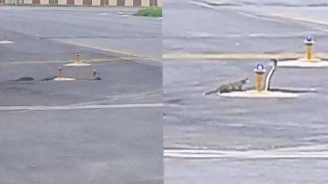 ରନୱେ ପାଲଟିଲା ଯୁଦ୍ଧକ୍ଷେତ୍ର: ନେଉଳ-ସାପ ଲଢ଼େଇ ସୋସିଆଲ ମିଡିଆରେ ଭାଇରାଲ...