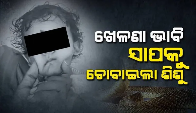 ଘରସାମ୍ନାରେ ବୁଲୁଥିବା ସାପକୁ ଧରି ଚୋବାଇ ଚୋବାଇ ମାରିଦେଲା ଏକବର୍ଷର ଶିଶୁ