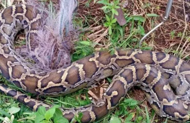 ୮ ଫୁଟିଆ ଅଜଗର ମାଛଜାଲରେ ଧରା ପଡିଲା