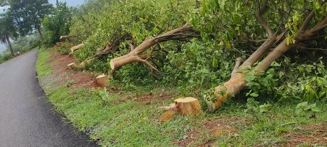 ଜଙ୍ଗଲ ବିଭାଗର ଅଜବ ନୀତି: ଗୋଟିଏ ପଟେ ବୃକ୍ଷ ରୋପଣ, ଅନ୍ୟପଟେ ବୃକ୍ଷ ଛେଦନ