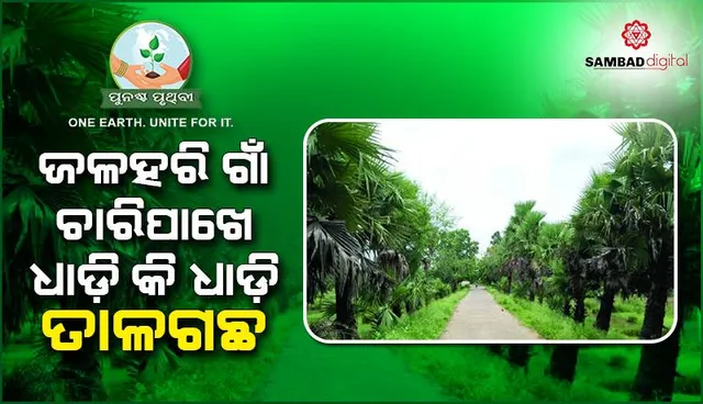 ଜଳହରି ଗାଁ ଚାରିପାଖେ ଧାଡ଼ି କି ଧାଡ଼ି ତାଳଗଛ: ବୃକ୍ଷପ୍ରେମୀ ବାଇଧରଙ୍କୁ ମନେ ପକାଉଛନ୍ତି