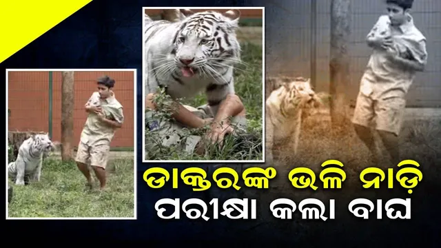 ବାଳକ ବାଘ ସାମ୍ନାରେ ମରିବାର ଛଳନା କଲେ, ହାତକୁ କାମୁଡ଼ି ବାଘ ନାଡ଼ି ପରୀକ୍ଷା କଲା: ଭିଡିଓ ଭାଇରାଲ୍