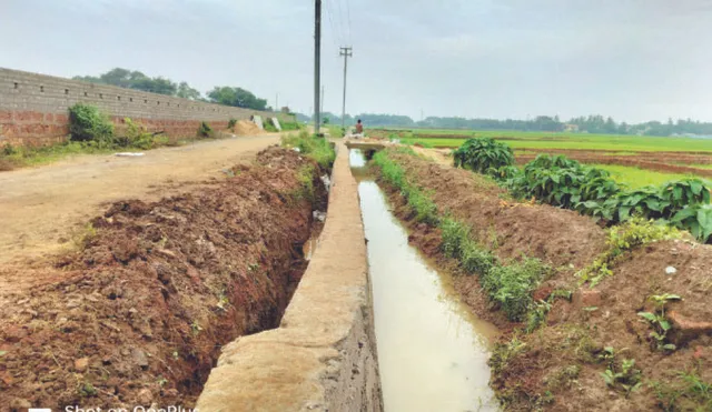 କେନାଲ ମରାମତିରେ ଅବହେଳା: ୩୦୦ ଏକର ଧାନଚାଷ ପ୍ରଭାବିତ